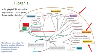 37
Filogenia
• Classificação mais antiga: Filos
Sarcodina (amebas), Ciliophora
(ciliados), Mastigophora
(flagelados), Sporozoa
(esporozoários).
• Grupo polifilético: reúne
organismos com origens
(ancestrais) distintas.
 