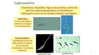 38
Euglenídeos.
Um ou mais flagelos
anteriores emergem
de uma depressão.
Cinetoplastídeos.
Cinetoplasto (massa de
DNA visível) no interior
de uma grande
mitocôndria + membrana
ondulante
Euglenozoários
Unicelulares, flagelados. Alguns são parasitas, outros de
vida livre (quimiorganotróficos ou fototróficos).
Distinguem-se por ter um bastão cristalino nos flagelos.
Tripanosoma cruzi Leishmania sp
 