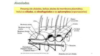 39
Alveolados
Presença de alvéolos, bolsas abaixo da membrana plasmática.
Inclui os ciliados, os dinoflagelados e os apicomplexa (esporozoários)
http://static.infoescola.com/wp-content/uploads/2009/10/ciliados_2.jpg
Alvéolos em um ciliado.
 