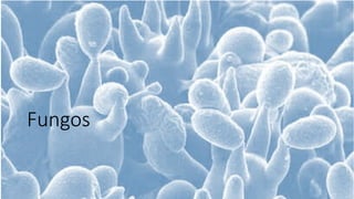 Fungos
 