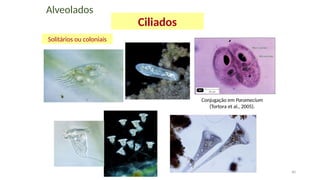 40
Alveolados
Ciliados
Solitários ou coloniais
Conjugação em Paramecium
(Tortora et al., 2005).
 