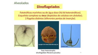 41
Fototróficos marinhos ou de água doce (há tb heterotróficos).
Esqueleto complexo ou teca (depósitos de celulose em alvéolos).
2 flagelos distintos (diferentes pontos de inserção).
Alveolados
Dinoflagelados
Toxic heterotrophic
dinoflagellate Pfiesteria piscidica
 