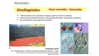 42
 “Florescimento” de Gonyaulax em águas costeiras mornas e poluídas.
 Causa de envenamento humano e mortandade de peixes: neurotoxina saxitoxina.
 Cor vermelha da maré: pigmento xantofila.
Gonyaulax verior
A = A living cell; B = Thecas in ventral and dorsal views; C = Cyst
http://www.smhi.se/oceanografi/oce_info_data/plankton_checklist/dinoflagellates/
gonyaulax_verior.htm
Alveolados
Dinoflagelados Maré vermelha - Gonyaulax
 