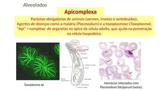 43
Parasitas obrigatórios de animais (vermes, insetos e vertebrados).
Agentes de doenças como a malária (Plasmodium) e a toxoplasmose (Toxoplasma).
“Api” = complexo de organelas no ápice da célula adulta, que ajuda na penetração
na célula hospedeira.
Alveolados
Apicomplexa
Hemácias infectadas com
Plasmodium falciparum (setas).
Toxoplasma sp
 