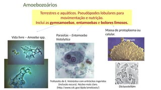 44
Amoebozoários
Vida livre – Amoeba spp.
Parasitas – Entamoeba
histolytica
Trofozoíto de E. histolytica com eritrócitos ingeridos
(inclusão escura). Núcleo mais claro.
(http://www.cdc.gov/dpdx/amebiasis/)
Massa de protoplasma ou
celular.
Dictyostelium
Phisarum
Terrestres e aquáticos. Pseudópodes lobulares para
movimentação e nutrição.
Inclui as gymnamoebas, entamoebas e bolores limosos.
 