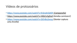 Vídeos de protozoários
• https://www.youtube.com/watch?v=fcQrzdnQADY (Campanella)
• https://www.youtube.com/watch?v=4XlzCe5gDu0 (Ameba carnívora!)
• https://www.youtube.com/watch?v=Z65rBu2nesg (Stentor captura
uma Arcella)
 