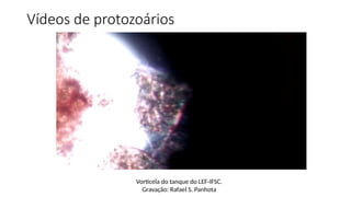 Vídeos de protozoários
Vorticela do tanque do LEF-IFSC.
Gravação: Rafael S. Panhota
 