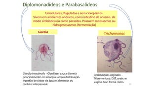 53
Giardia Trichomonas
Unicelulares, flagelados e sem cloroplastos.
Vivem em ambientes anóxicos, como intestino de animais, de
modo simbiótico ou como parasitas. Possuem mitossomos ou
hidrogenossomos (fermentação)
Diplomonadídeos e Parabasalídeos
Giardia intestinalis - Giardíase: causa diarreia
principalmente em crianças, ampla distribuição.
Ingestão de cistos via água e alimentos ou
contato interpessoal.
Trichomonas vaginalis –
Tricomoniase: DST, uretra e
vagina. Não forma cistos.
 