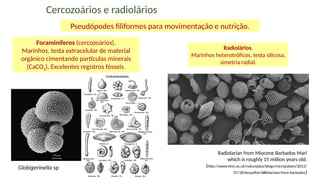 54
Cercozoários e radiolários
Pseudópodes filiformes para movimentação e nutrição.
Foraminíferos (cercozoários).
Marinhos, testa extracelular de material
orgânico cimentando partículas minerais
(CaCO3). Excelentes registros fósseis.
Radiolários.
Marinhos heterotróficos, testa silicosa,
simetria radial.
Globigerinella sp
Radiolarian from Miocene Barbados Marl
which is roughly 15 million years old.
(http://www.nhm.ac.uk/natureplus/blogs/micropalaeo/2012/
07/18/beautiful-radiolarians-from-barbados)
 