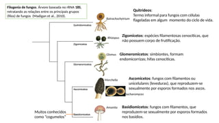 Quitrídeos:
Termo informal para fungos com células
flageladas em algum momento do ciclo de vida.
Zigomicetos: espécies filamentosas cenocíticas, que
não possuem corpo de frutificação.
Ascomicetos: fungos com filamentos ou
unicelulares (leveduras), que reproduzem-se
sexualmente por esporos formados nos ascos.
Basidiomicetos: fungos com filamentos, que
reproduzem-se sexualmente por esporos formados
nos basídios.
Glomeromicetos: simbiontes, formam
endomicorrizas; hifas cenocíticas.
Rhizopus
Amanita
Morchella
Glomus
Batrachochytrium
Sacharomyces
Filogenia de fungos. Árvore baseada no rRNA 18S,
retratando as relações entre os principais grupos
(filos) de fungos (Madigan et al., 2010).
Muitos conhecidos
como “cogumelos”
 