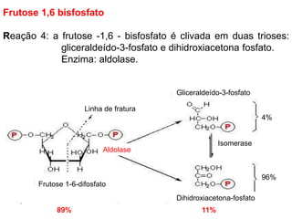 Frutose 1,6 bisfosfato
Reação 4: a frutose -1,6 - bisfosfato é clivada em duas trioses:
gliceraldeído-3-fosfato e dihidroxiacetona fosfato.
Enzima: aldolase.
Linha de fratura
Linha de fratura
Frutose 1-6-difosfato
Dihidroxiacetona-fosfato
Gliceraldeído-3-fosfato
4%
96%
Aldolase
Isomerase
89% 11%
 