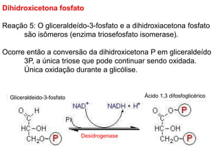 Dihidroxicetona fosfato
Reação 5: O gliceraldeído-3-fosfato e a dihidroxiacetona fosfato
são isômeros (enzima triosefosfato isomerase).
Ocorre então a conversão da dihidroxicetona P em gliceraldeído
3P, a única triose que pode continuar sendo oxidada.
Única oxidação durante a glicólise.
Gliceraldeido-3-fosfato Ácido 1,3 difosfoglicérico
Desidrogenase
 