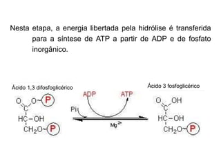 Nesta etapa, a energia libertada pela hidrólise é transferida
para a síntese de ATP a partir de ADP e de fosfato
inorgânico.
Ácido 1,3 difosfoglicérico Ácido 3 fosfoglicérico
 