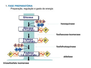 1. FASE PREPARATÓRIA
Preparação, regulação e gasto de energia
hexoquinase
fosfoexose-isomerase
fosfofrutoquinase
aldolase
triosefosfato isomerase
 