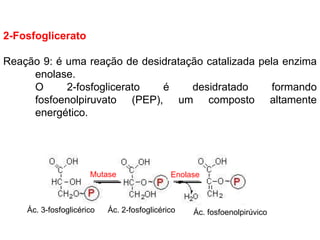 2-Fosfoglicerato
Reação 9: é uma reação de desidratação catalizada pela enzima
enolase.
O 2-fosfoglicerato é desidratado formando
fosfoenolpiruvato (PEP), um composto altamente
energético.
Mutase Enolase
Enolae
Ác. 3-fosfoglicérico Ác. 2-fosfoglicérico Ác. fosfoenolpirúvico
 