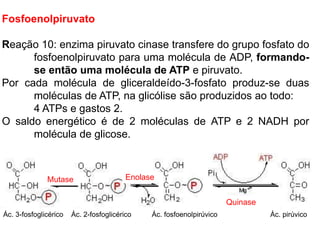 Fosfoenolpiruvato
Reação 10: enzima piruvato cinase transfere do grupo fosfato do
fosfoenolpiruvato para uma molécula de ADP, formando-
se então uma molécula de ATP e piruvato.
Por cada molécula de gliceraldeído-3-fosfato produz-se duas
moléculas de ATP, na glicólise são produzidos ao todo:
4 ATPs e gastos 2.
O saldo energético é de 2 moléculas de ATP e 2 NADH por
molécula de glicose.
Mutase Enolase
Quinase
Ác. 3-fosfoglicérico Ác. 2-fosfoglicérico Ác. fosfoenolpirúvico Ác. pirúvico
 
