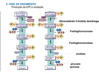2. FASE DE PAGAMENTO
Produção de ATP e oxidação
Gliceraldeído 3-fosfato desidrogen
Fosfoglicerocinase
Fosfogliceromutase
enolase
piruvato
quinase
 