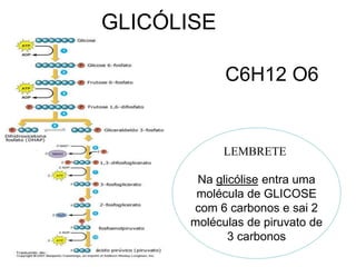GLICÓLISE
C6H12 O6
LEMBRETE
Na glicólise entra uma
molécula de GLICOSE
com 6 carbonos e sai 2
moléculas de piruvato de
3 carbonos
 