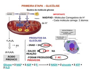 GLICOSE AC.PIRUVICO
PRIMEIRA ETAPA - GLICÓLISE
Quebra da molécula glicose
C 6H12O6
(2) C3H4O3
4H
+
NAD/FAD - Moléculas Carregadora de H+
- Cada molécula carrega 2 átomos
de H+
ÁCIDO
PIRÚVICO
- 2NAD + 2H2
= 2NADH2
-FORAM PRODUZIDOS 2 AC.
PIRÚVICOS
MITOCÔNDRIAS
CICLO KREBS – CADEIA
RESPIRATÓRIA
HIALOPLASMA
GLICÓLISE
IMPORTANTE
- SALDO DE 2 ATP NA
REAÇÃO
PRODUTOS DA
GLICÓLISE
Glicose + 2 NAD+ + 2 ADP + 2 Pi -----------> 2 NADH + 2 piruvato + 2 ATP +
2 H2O
 