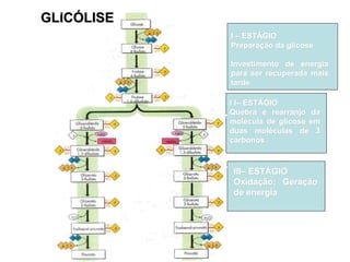 GLICÓLISE
I – ESTÁGIO
Preparação da glicose
Investimento de energia
para ser recuperada mais
tarde
I I– ESTÁGIO
Quebra e rearranjo da
molécula de glicose em
duas moléculas de 3
carbonos
III– ESTÁGIO
Oxidação: Geração
de energia
 