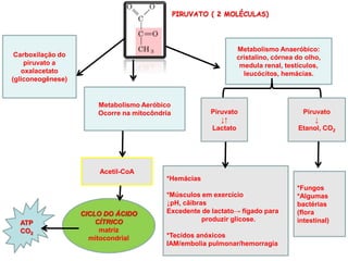 PIRUVATO ( 2 MOLÉCULAS)
Carboxilação do
piruvato a
oxalacetato
(gliconeogênese)
Metabolismo Aeróbico
Ocorre na mitocôndria
Metabolismo Anaeróbico:
cristalino, córnea do olho,
medula renal, testículos,
leucócitos, hemácias.
Acetil-CoA
CICLO DO ÁCIDO
CÍTRICO
matriz
mitocondrial
ATP
CO2
Piruvato
↓↑
Lactato
Piruvato
↓
Etanol, CO2
*Hemácias
*Músculos em exercício
↓pH, cãibras
Excedente de lactato→ fígado para
produzir glicose.
*Tecidos anóxicos
IAM/embolia pulmonar/hemorragia
*Fungos
*Algumas
bactérias
(flora
intestinal)
 