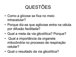 QUESTÕES
• Como a glicose se fixa no meio
intracelular?
• Porque diz-se que aglicose entra na célula
por difusão facilitada?
• Qual a meta da via glicolítica? Porque?
• Qual a importância da organela
mitocôndria no processo de respiração
celular?
• Qual o resultado da via glicolítica?
 