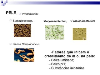 PELE  Predominam:
 Staphylococcus,
 menos Streptococcus
Corynebacterium,Corynebacterium, PropionibacteriumPropionibacterium
-Fatores que inibem oFatores que inibem o
crescimento de m.o. na pelecrescimento de m.o. na pele ::
- Baixa umidade;- Baixa umidade;
-- Baixo pH;Baixo pH;
- Substâncias inibitórias- Substâncias inibitórias
 