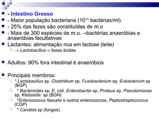  - Intestino Grosso
 - Maior população bacteriana (10¹¹ bactérias/ml).
 - 25% das fezes são constituídas de m.o
 - Mais de 300 espécies de m.o.→bactérias anaeróbias e
anaeróbias facultativas
 Lactantes: alimentação rica em lactose (leite)
 → Lactobacillus→ fezes ácidas
 Adultos: 90% fora intestinal é anaeróbios
 Principais membros:
 * Lactobacillus sp, Clostridium sp, Fusobacterium sp, Eubacterium sp
(BGP)
 * Bacteroides sp, E. coli, Enterobacter sp, Proteus sp, Pseudomonas
sp, Klebsiella sp (BGN)
 *Enterococcus faecalis e outros enterococcos, Peptostreptococcus
(CGP)
 * Candida sp (fungos)
 