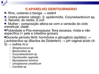 f) APARELHO GENITOURINÁRIO
- Rins, ureteres e bexiga → estéril
- Uretra anterior (distal): S. epidermidis, Corynebacterium sp,
S. faecalis, às vezes, E.coli
- Mulher - composição altera-se com a variacão do ciclo
menstrual, idade
Puberdade e Pós-menopausa: flora escassa, mista e não
específica (= pele e intestino grosso)
Durante período fértil: hormônios e glicogênio (epitélio) →
Lactobacillus sp (Bacilos de Döderlein) → pH vaginal ácido (4-
5) → outros m.o
 Streptococcus sp
 Bacteróides sp
 Corynebacterium sp
 Gardnerella vaginalis
 Mycoplasma hominis
 Ureaplasma urealiticum
 Candida sp
 