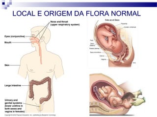 LOCAL E ORIGEM DA FLORA NORMAL
 