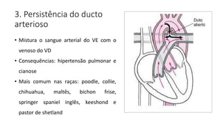 3. Persistência do ducto
arterioso
• Mistura o sangue arterial do VE com o
venoso do VD
• Consequências: hipertensão pulmonar e
cianose
• Mais comum nas raças: poodle, collie,
chihuahua, maltês, bichon frise,
springer spaniel inglês, keeshond e
pastor de shetland
 