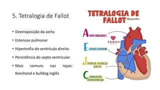 5. Tetralogia de Fallot
• Dextroposição da aorta
• Estenose pulmonar
• Hipertrofia do ventrículo direito
• Persistência do septo ventricular
• Mais comuns nas raças:
Keeshond e bulldog inglês
 