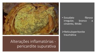Alterações inflamatórias -
pericardite supurativa
• Exsudato fibroso
irregular, branco a
cinzento, fétido
Reticuloperitonite
traumática
 