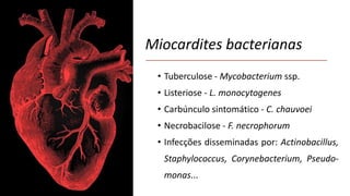 Miocardites bacterianas
• Tuberculose - Mycobacterium ssp.
• Listeriose - L. monocytogenes
• Carbúnculo sintomático - C. chauvoei
• Necrobacilose - F. necrophorum
• Infecções disseminadas por: Actinobacillus,
Staphylococcus, Corynebacterium, Pseudo-
monas...
 