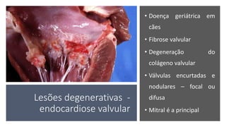 Lesões degenerativas -
endocardiose valvular
• Doença geriátrica em
cães
• Fibrose valvular
• Degeneração do
colágeno valvular
• Válvulas encurtadas e
nodulares – focal ou
difusa
• Mitral é a principal
 