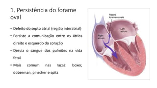 1. Persistência do forame
oval
• Defeito do septo atrial (região interatrial)
• Persiste a comunicação entre os átrios
direito e esquerdo do coração
• Desvia o sangue dos pulmões na vida
fetal
• Mais comum nas raças: boxer,
doberman, pinscher e spitz
 