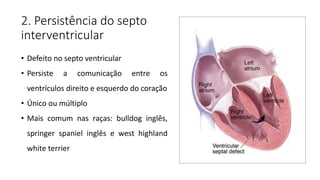 2. Persistência do septo
interventricular
• Defeito no septo ventricular
• Persiste a comunicação entre os
ventrículos direito e esquerdo do coração
• Único ou múltiplo
• Mais comum nas raças: bulldog inglês,
springer spaniel inglês e west highland
white terrier
 