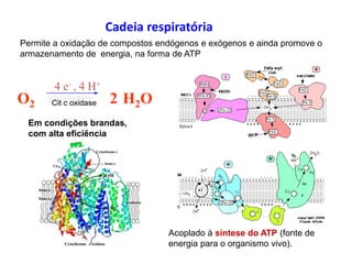 Cadeia respiratória
O2 2 H2O
4 e- , 4 H+
Cit c oxidase
Em condições brandas,
com alta eficiência
Acoplado à síntese do ATP (fonte de
energia para o organismo vivo).
Permite a oxidação de compostos endógenos e exógenos e ainda promove o
armazenamento de energia, na forma de ATP
 