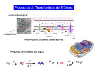 Processos de Transferência de Elétrons
No meio biológico:
Redução do oxigênio até água
Presença de diversos catalisadores
mitocôndria
 