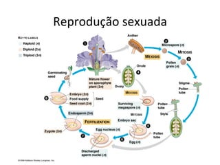 Reprodução	
  sexuada	
  
 