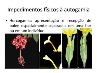 Impedimentos	
  hsicos	
  à	
  autogamia	
  
•  Hercogamia:	
   apresentação	
   e	
   recepção	
   de	
  
pólen	
   espacialmente	
   separadas	
   em	
   uma	
   ﬂor	
  
ou	
  em	
  um	
  indivíduo.	
  
 