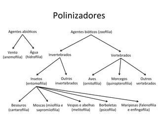 Polinizadores	
  
Agentes	
  abió8cos	
  
Vento	
  
(anemoﬁlia)	
  
Água	
  
(hidroﬁlia)	
  
Agentes	
  bió8cos	
  (zooﬁlia)	
  
Invertebrados	
   Vertebrados	
  
Insetos	
  
(entomoﬁlia)	
  
Outros	
  
invertebrados	
  
Aves	
  
(ornitoﬁlia)	
  
Morcegos	
  
(quiropteroﬁlia)	
  
Outros	
  
vertebrados	
  
Besouros	
  
(cantaroﬁlia)	
  
Moscas	
  (miioﬁlia	
  e	
  
sapromiioﬁlia)	
  
Vespas	
  e	
  abelhas	
  
(melitoﬁlia)	
  
Borboletas	
  
(psicoﬁlia)	
  
Mariposas	
  (falenoﬁlia	
  
e	
  enﬁngoﬁlia)	
  
 