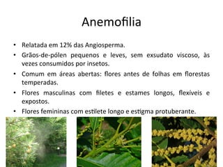 Anemoﬁlia	
  
•  Relatada	
  em	
  12%	
  das	
  Angiosperma.	
  
•  Grãos-­‐de-­‐pólen	
   pequenos	
   e	
   leves,	
   sem	
   exsudato	
   viscoso,	
   às	
  
vezes	
  consumidos	
  por	
  insetos.	
  
•  Comum	
   em	
   áreas	
   abertas:	
   ﬂores	
   antes	
   de	
   folhas	
   em	
   ﬂorestas	
  
temperadas.	
  
•  Flores	
   masculinas	
   com	
   ﬁletes	
   e	
   estames	
   longos,	
   ﬂexíveis	
   e	
  
expostos.	
  
•  Flores	
  femininas	
  com	
  es8lete	
  longo	
  e	
  es8gma	
  protuberante.	
  
 