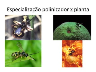 Especialização	
  polinizador	
  x	
  planta	
  
 