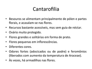 Cantaroﬁlia	
  
•  Besouros	
  se	
  alimentam	
  principalmente	
  de	
  pólen	
  e	
  partes	
  
ﬂorais,	
  e	
  acasalam-­‐se	
  nas	
  ﬂores.	
  
•  Recursos	
  bastante	
  acessíveis,	
  mas	
  sem	
  guia	
  de	
  néctar.	
  
•  Ovário	
  muito	
  protegido.	
  
•  Flores	
  grandes	
  e	
  solitárias	
  em	
  forma	
  de	
  prato.	
  
•  Flores	
  pequenas	
  em	
  inﬂorescências.	
  
•  Diferentes	
  cores.	
  
•  Odores	
   fortes	
   (adocicados	
   ou	
   de	
   podre)	
   e	
   feromônios	
  
(liberados	
  com	
  aumento	
  da	
  temperatura	
  de	
  Araceae).	
  	
  
•  Às	
  vezes,	
  há	
  armadilhas	
  nas	
  ﬂores.	
  
 