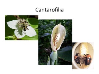 Cantaroﬁlia	
  
 