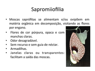 Sapromiioﬁlia	
  
•  Moscas	
   sapróﬁtas	
   se	
   alimentam	
   e/ou	
   ovipõem	
   em	
  
matéria	
   orgânica	
   em	
   decomposição,	
   visitando	
   as	
   ﬂores	
  
por	
  engano.	
  
•  Flores	
   de	
   cor	
   púrpura,	
   opaca	
   e	
   com	
  
manchas	
  claras.	
  
•  Odor	
  desagradável.	
  
•  Sem	
  recurso	
  e	
  sem	
  guia	
  de	
  néctar.	
  
•  Armadilhas.	
  
•  Janelas	
   claras	
   ou	
   transparentes:	
  
facilitam	
  a	
  saída	
  das	
  moscas.	
  
	
  
 