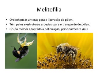 Melitoﬁlia	
  
•  Ordenham	
  as	
  anteras	
  para	
  a	
  liberação	
  do	
  pólen.	
  
•  Têm	
  pelos	
  e	
  estruturas	
  especiais	
  para	
  o	
  transporte	
  de	
  pólen.	
  
•  Grupo	
  melhor	
  adaptado	
  à	
  polinização,	
  principalmente	
  Apis.	
  
 