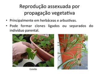 Reprodução	
  assexuada	
  por	
  
propagação	
  vegeta8va	
  
Estolão	
  
•  Principalmente	
  em	
  herbáceas	
  e	
  arbus8vas.	
  
•  Pode	
   formar	
   clones	
   ligados	
   ou	
   separados	
   do	
  
indivíduo	
  parental.	
  
 