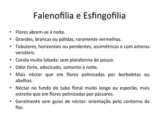 Falenoﬁlia	
  e	
  Esﬁngoﬁlia	
  
•  Flores	
  abrem-­‐se	
  à	
  noite.	
  
•  Grandes,	
  brancas	
  ou	
  pálidas,	
  raramente	
  vermelhas.	
  
•  Tubulares,	
  horizontais	
  ou	
  pendentes,	
  assimétricas	
  e	
  com	
  anteras	
  
versáteis.	
  
•  Corola	
  muito	
  lobada:	
  sem	
  plataforma	
  de	
  pouso.	
  
•  Odor	
  forte,	
  adocicado,	
  somente	
  à	
  noite.	
  
•  Mais	
   néctar	
   que	
   em	
   ﬂores	
   polinizadas	
   por	
   borboletas	
   ou	
  
abelhas.	
  
•  Néctar	
   no	
   fundo	
   do	
   tubo	
   ﬂoral	
   muito	
   longo	
   ou	
   esporão,	
   mais	
  
estreito	
  que	
  em	
  ﬂores	
  polinizadas	
  por	
  pássaros.	
  
•  Geralmente	
  sem	
  guias	
  de	
  néctar:	
  orientação	
  pelo	
  contorno	
  da	
  
ﬂor.	
  
 